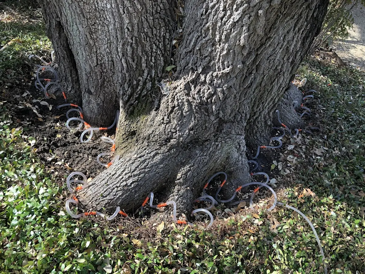 Detailed Tree Cabling and Bracing job site in Fall Branch