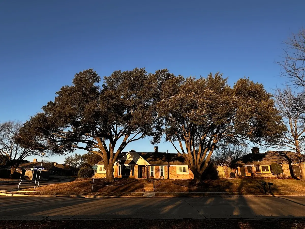 Established residential canopy tree shading a home in Fall Branch